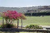 Arequipa, the Countryside (La Campia)